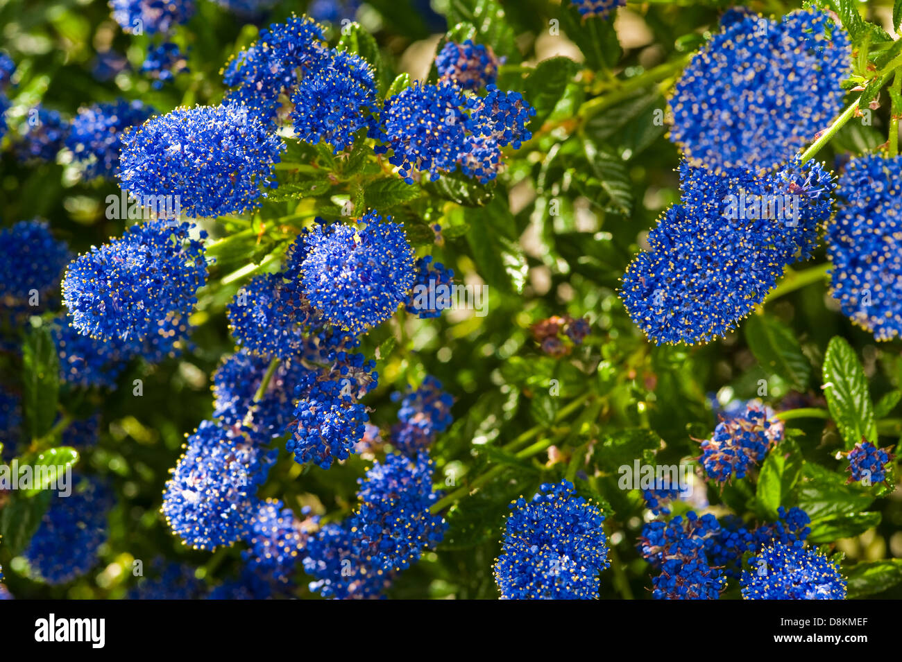 Ceanothus Concha Foto Stock