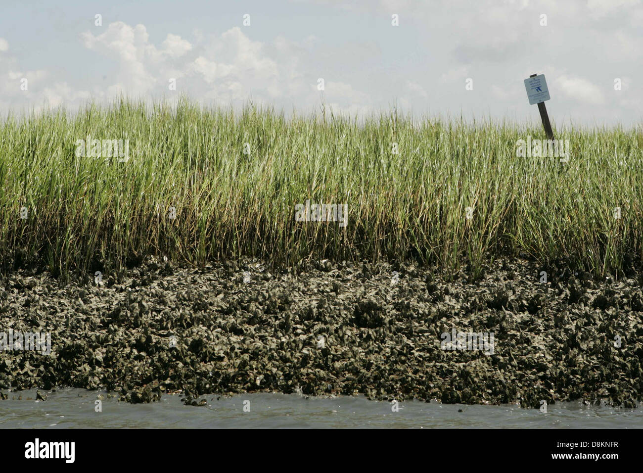Un verde paesaggio paludoso punteggiato da letti di ostriche. L'acqua è poco profonda e l'erba paludosa cresce densamente intorno all'area, fornendo un ambiente ideale per le ostriche. Foto Stock