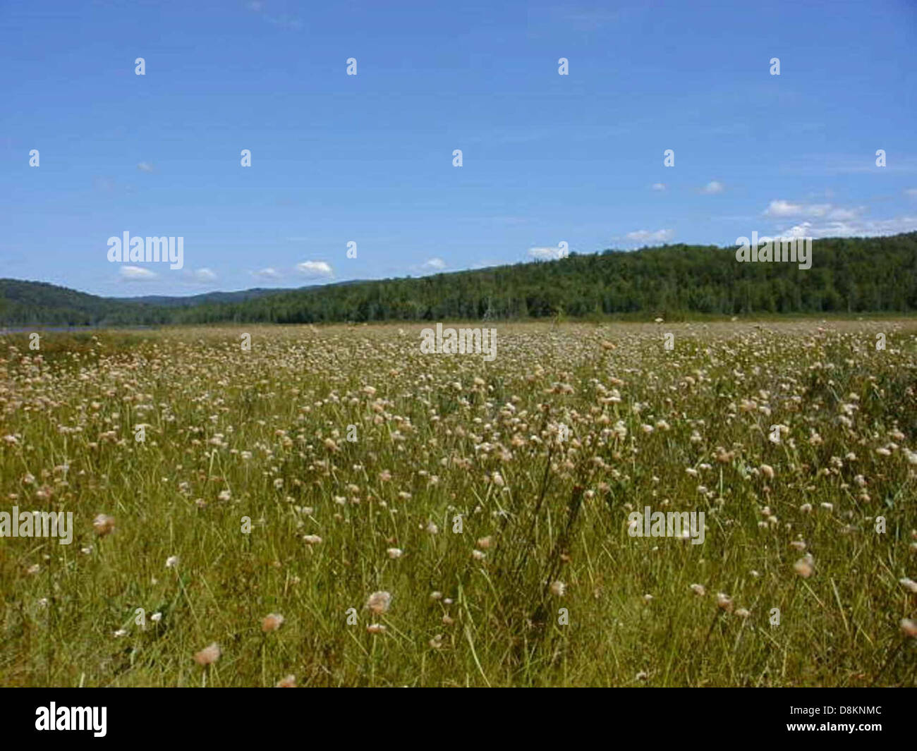 L'alta erba di cotone è una pianta alta e soffice spesso trovata nelle zone umide e nelle torbiere. La pianta è caratterizzata dai suoi ciuffi bianchi, simili a cotone, che oscillano nel vento, aggiungendo consistenza al paesaggio. Foto Stock