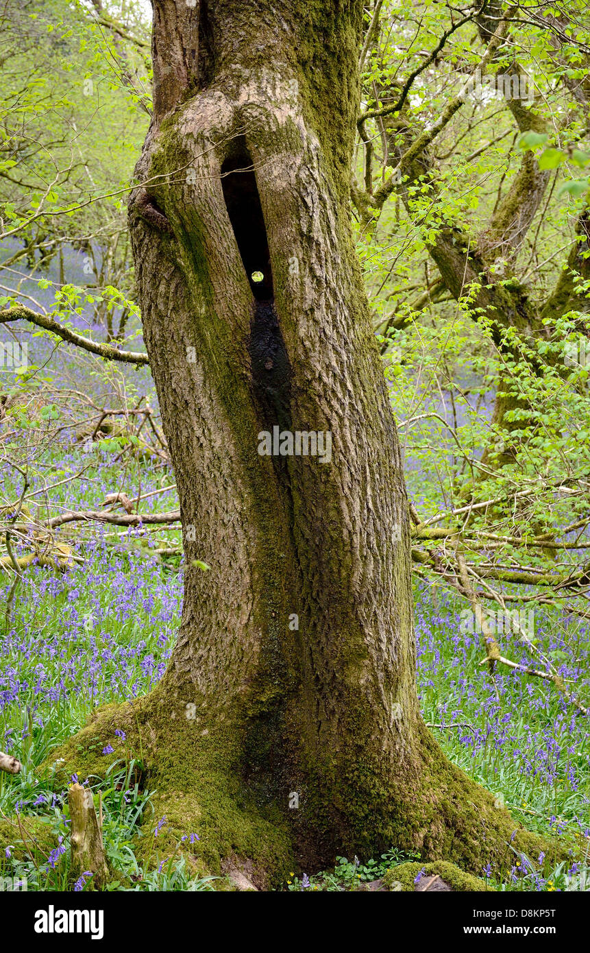 Tronco di quercia split con un foro a destra attraverso di esso, circondato da bluebells Foto Stock