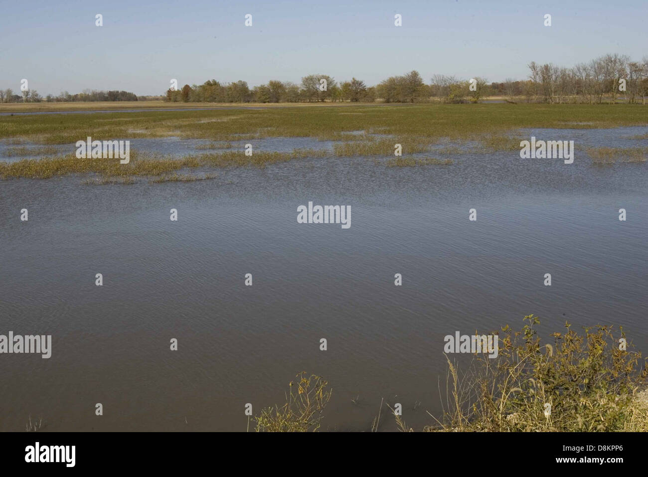 Un lago tranquillo con piante d'acqua che crescono in primo piano. Lo sfondo presenta lussureggianti alberi verdi lungo l'estremità dell'acqua, contribuendo a creare l'atmosfera tranquilla della scena. Foto Stock