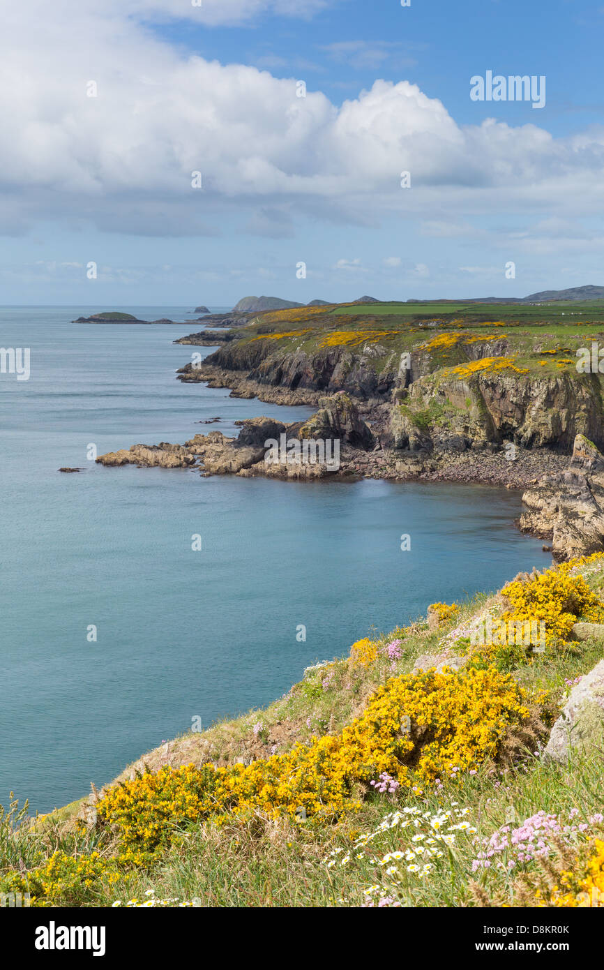 Costa del Galles Pembrokeshire da Caerfai Bay a St altopiano verso Ramsey Isola Bella Welsh scenario da St Brides Bay Foto Stock