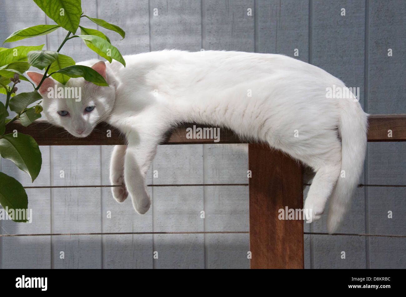 Turco bianco Gatto sdraiato su un recinto occhi blu aprire Orecchie rosa sparare all'aperto. Modello di rilascio disponibili Foto Stock