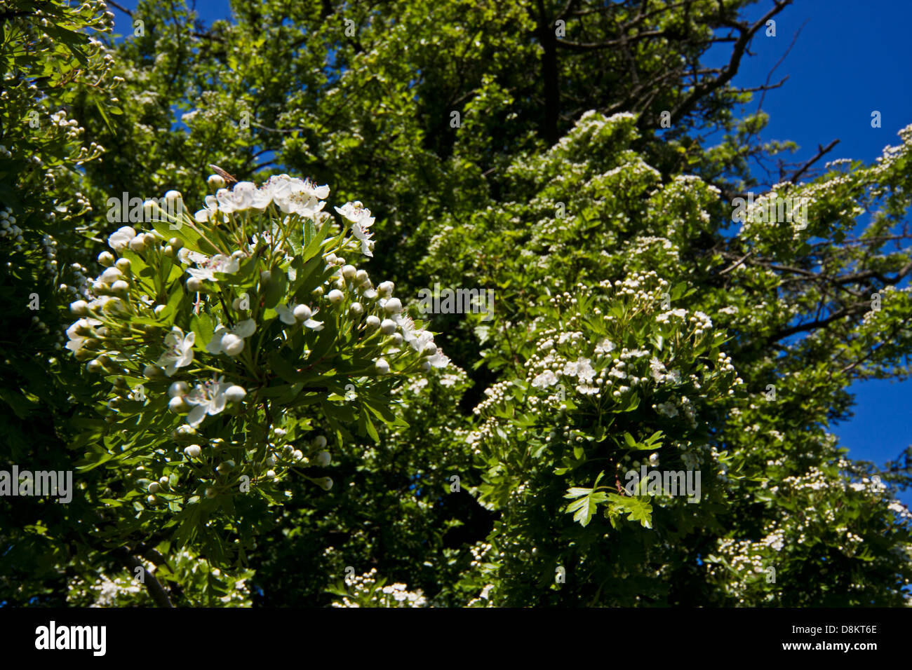 Fiore bianco di biancospino Foto Stock