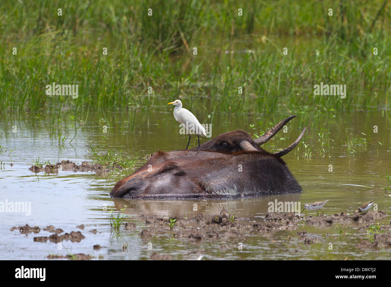 Airone guardabuoi Bubulcus ibis e bufali Foto Stock