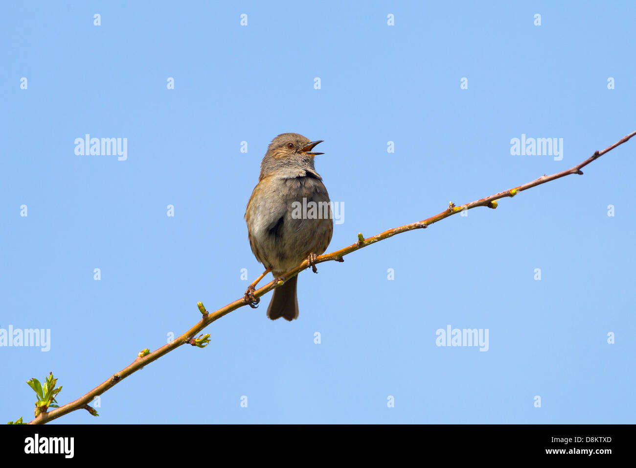 Hedge Sparrow Prunella modularis cantando Foto Stock