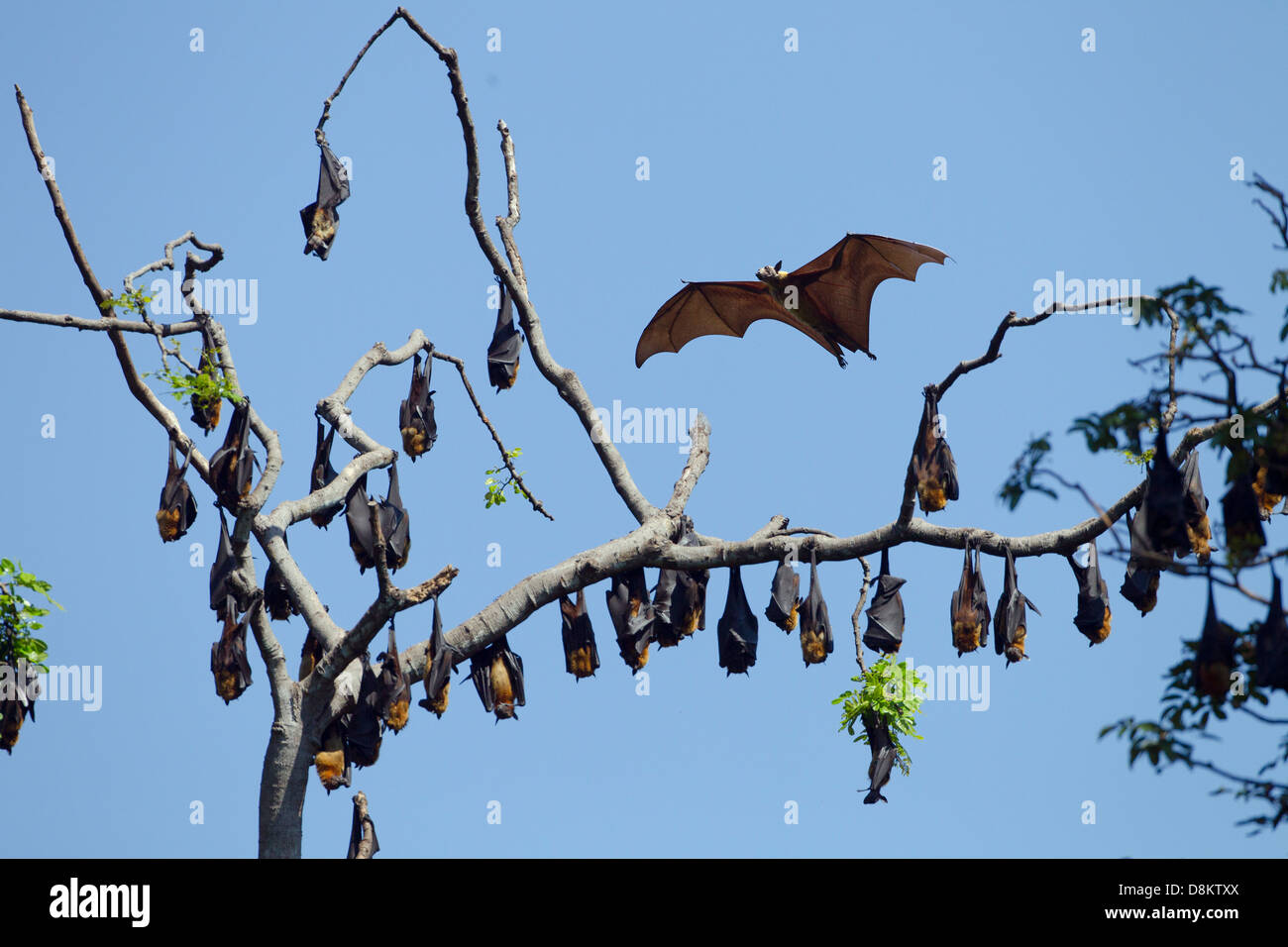 Indian flying fox Pteropus giganteus a roost coloniale Foto Stock