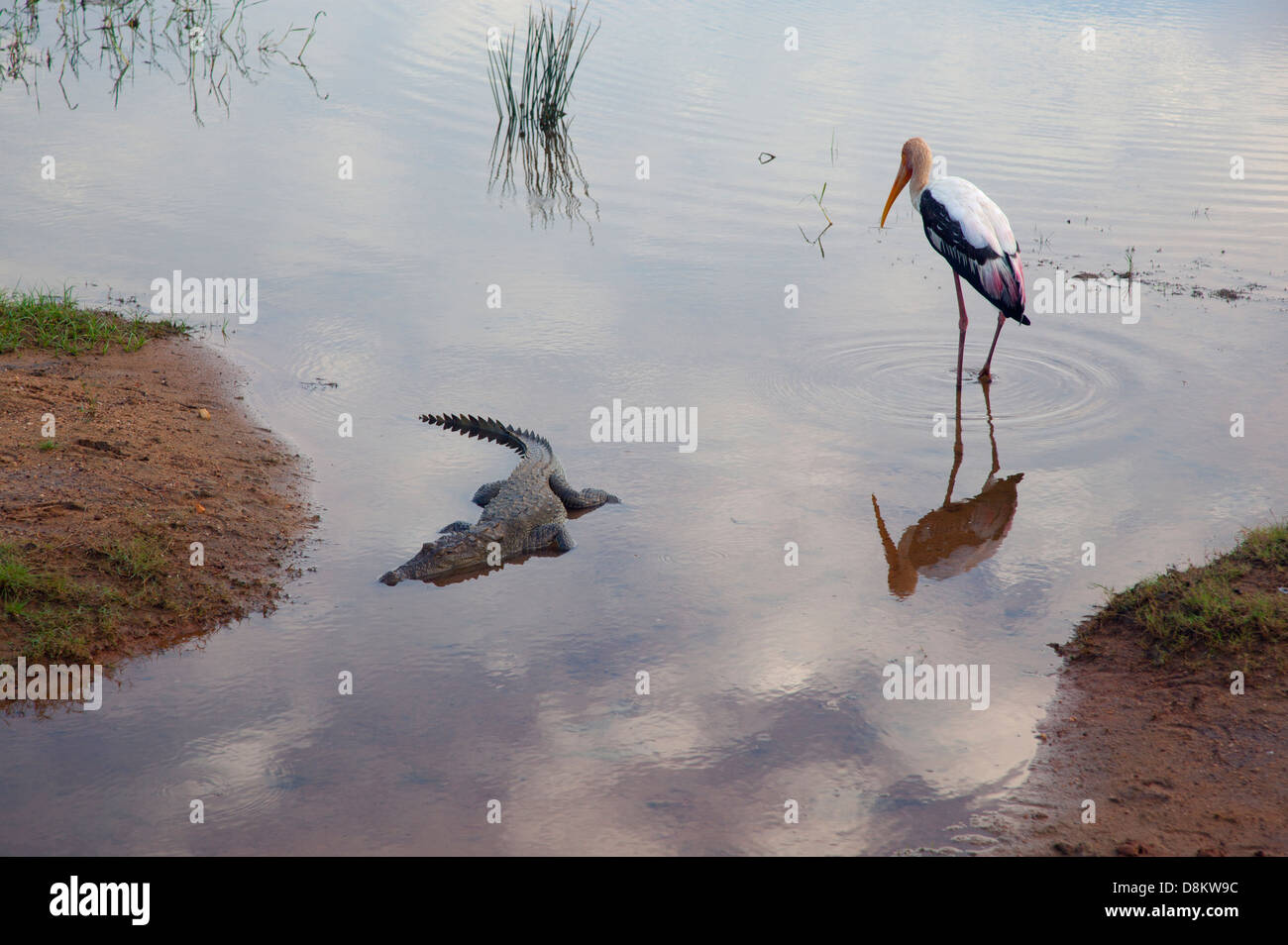 Dipinto di Stork Mycteria leucocephala e il Coccodrillo Palustre Yala NP Sri Lanka Foto Stock