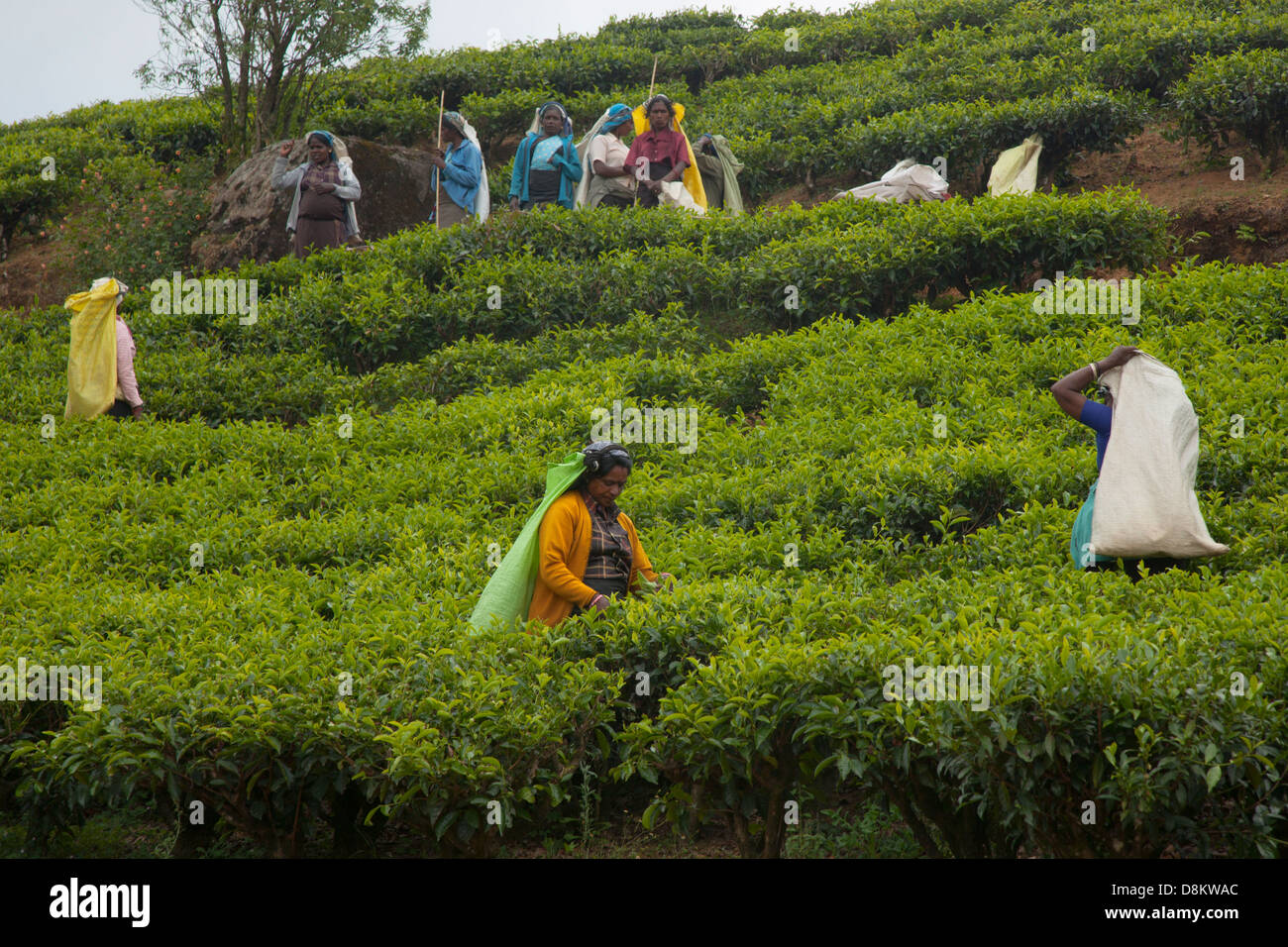 Il tè di Camellia sinensis la raccolta di Sri Lanka Marzo Foto Stock