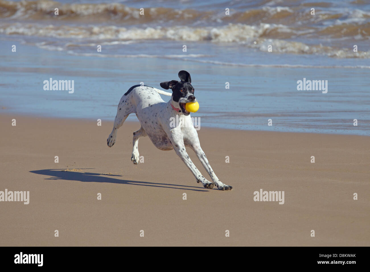 Puntatore cane che corre lungo la spiaggia di Norfolk Foto Stock