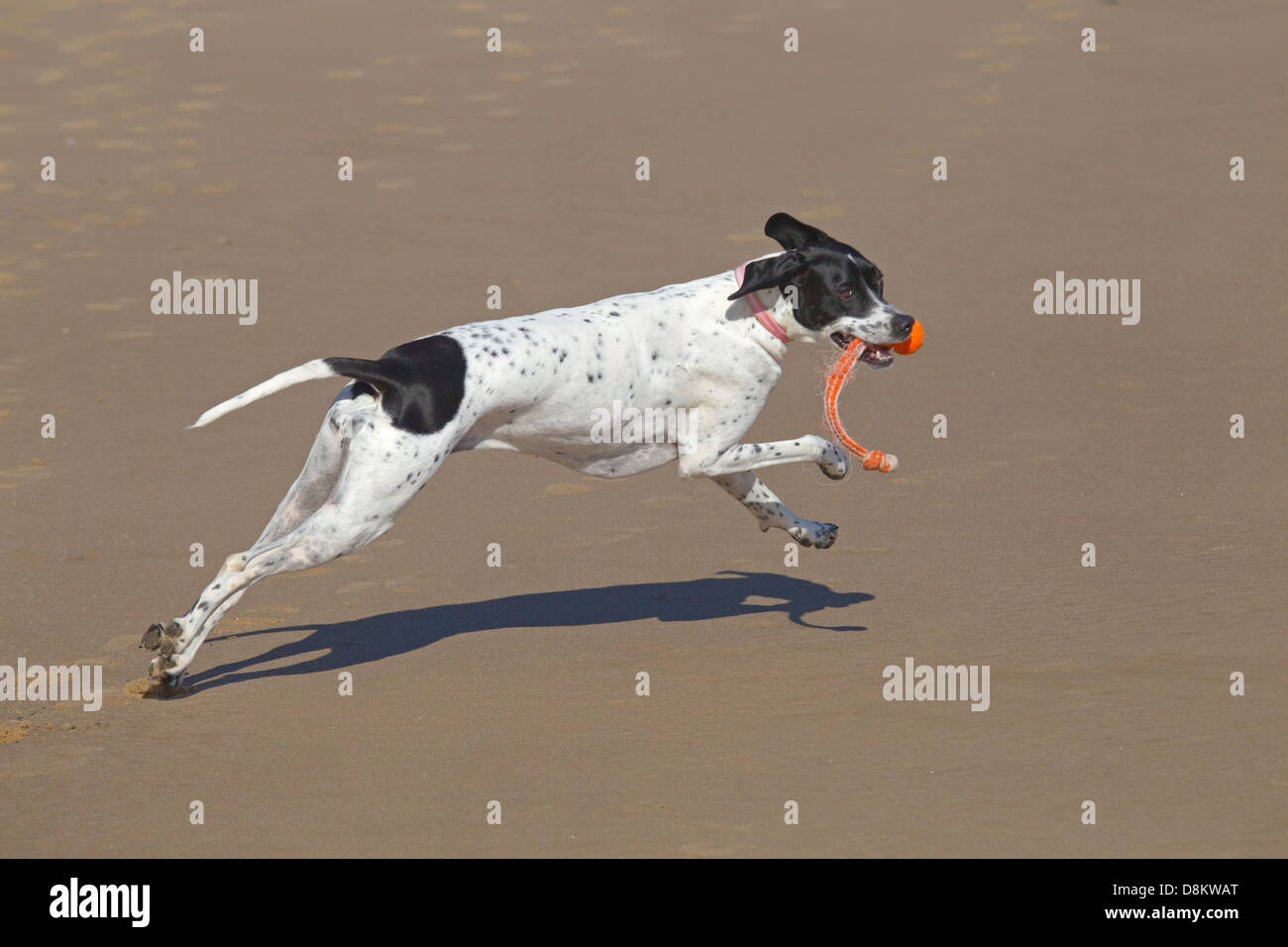 Puntatore cane che corre lungo la spiaggia di Norfolk Foto Stock