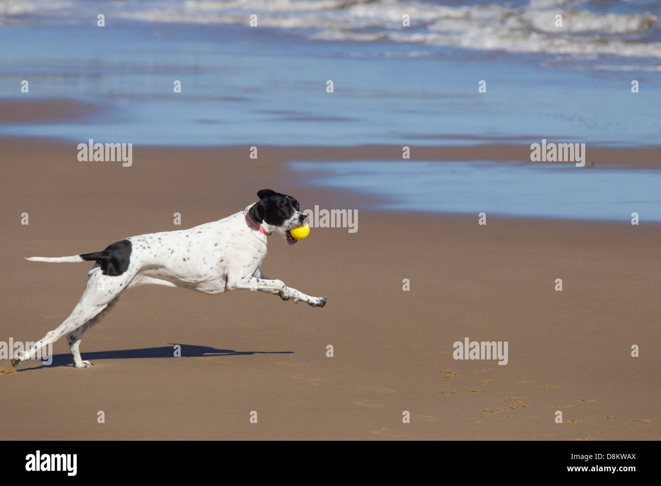 Puntatore cane che corre lungo la spiaggia di Norfolk Foto Stock