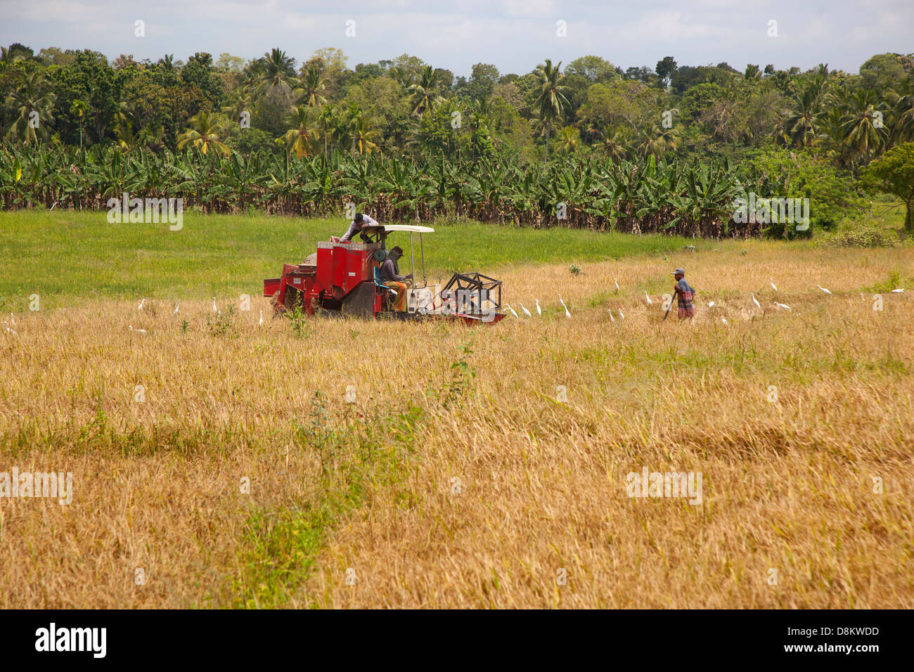 Raccolta del riso con macchinari per il raccolto in Sri Lanka Marzo Foto Stock