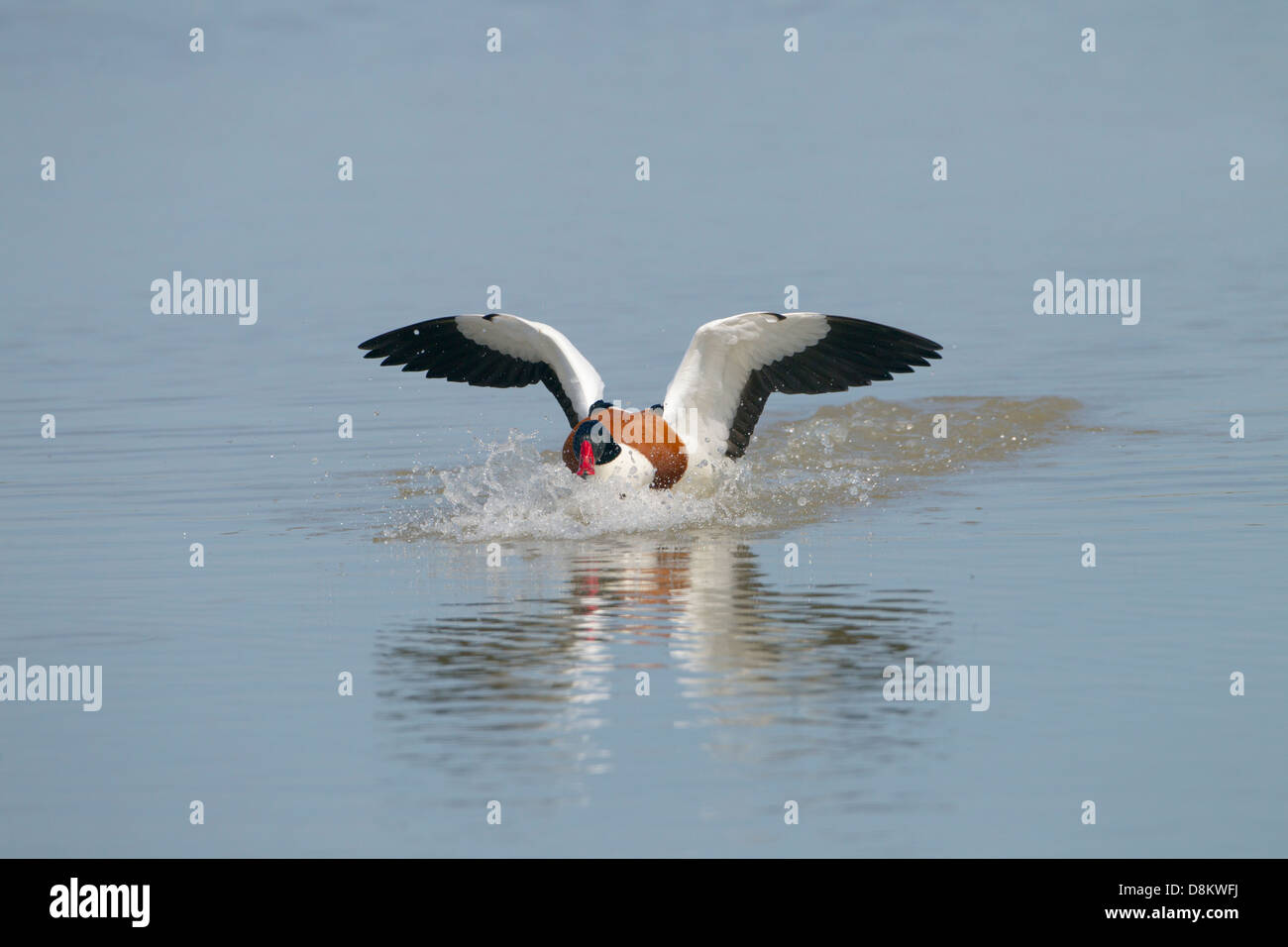 Shelduck Tadorna tadorna sbarcano su acqua Foto Stock