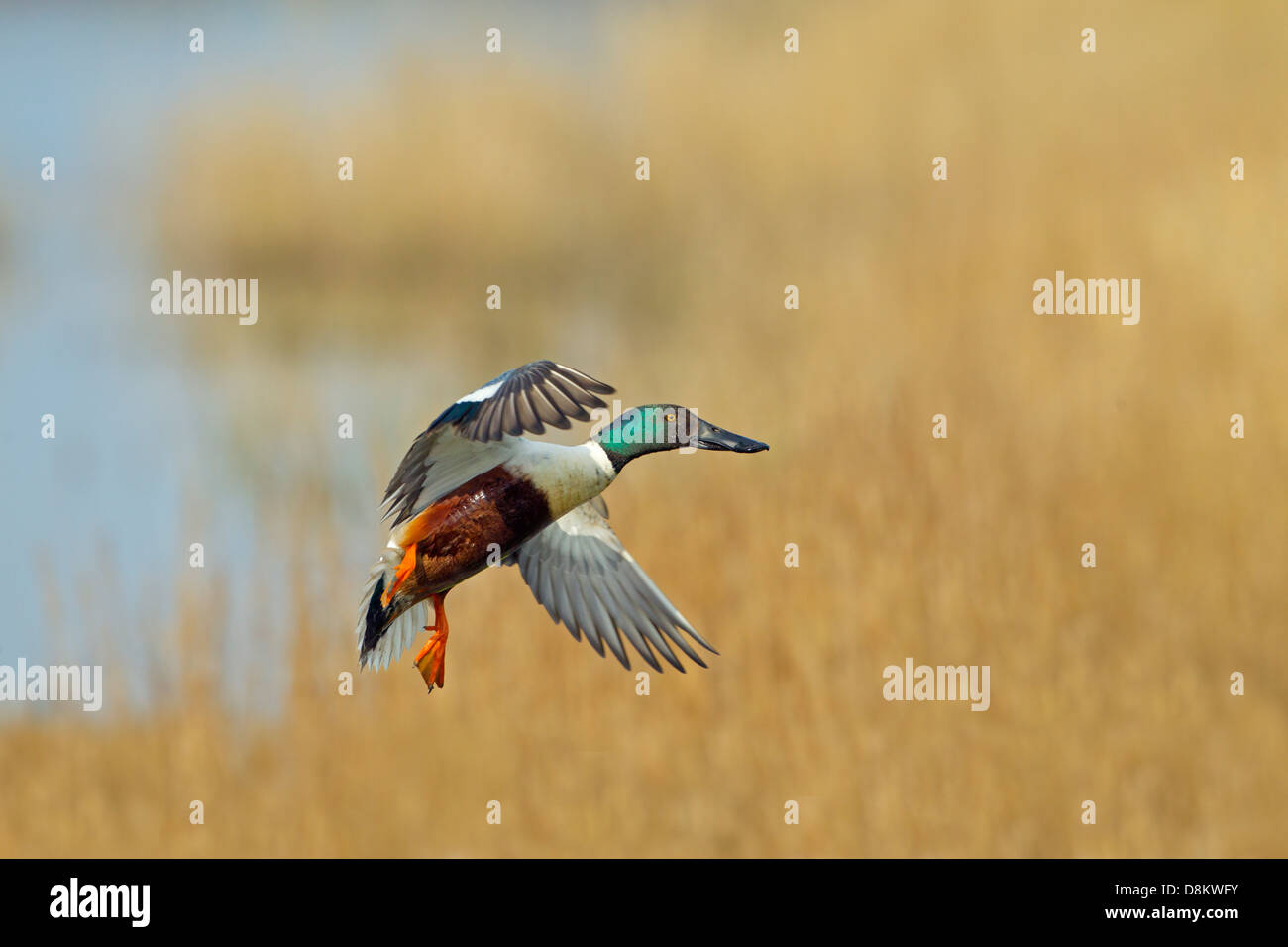Mestolone Anas clypeata drake in volo su paludi Foto Stock
