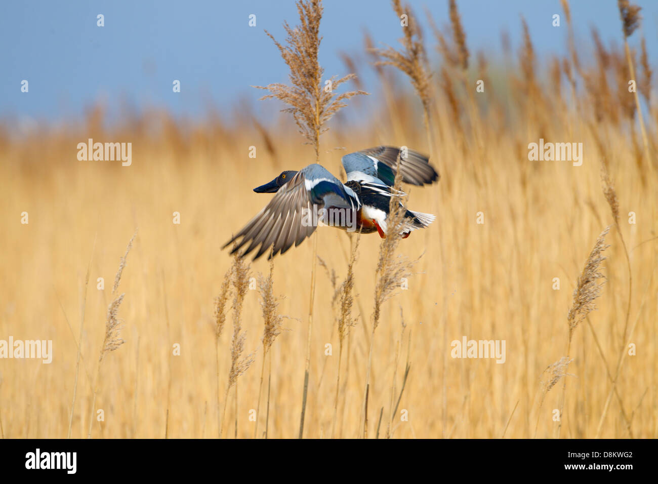 Mestolone Anas clypeata drake in volo su paludi Foto Stock