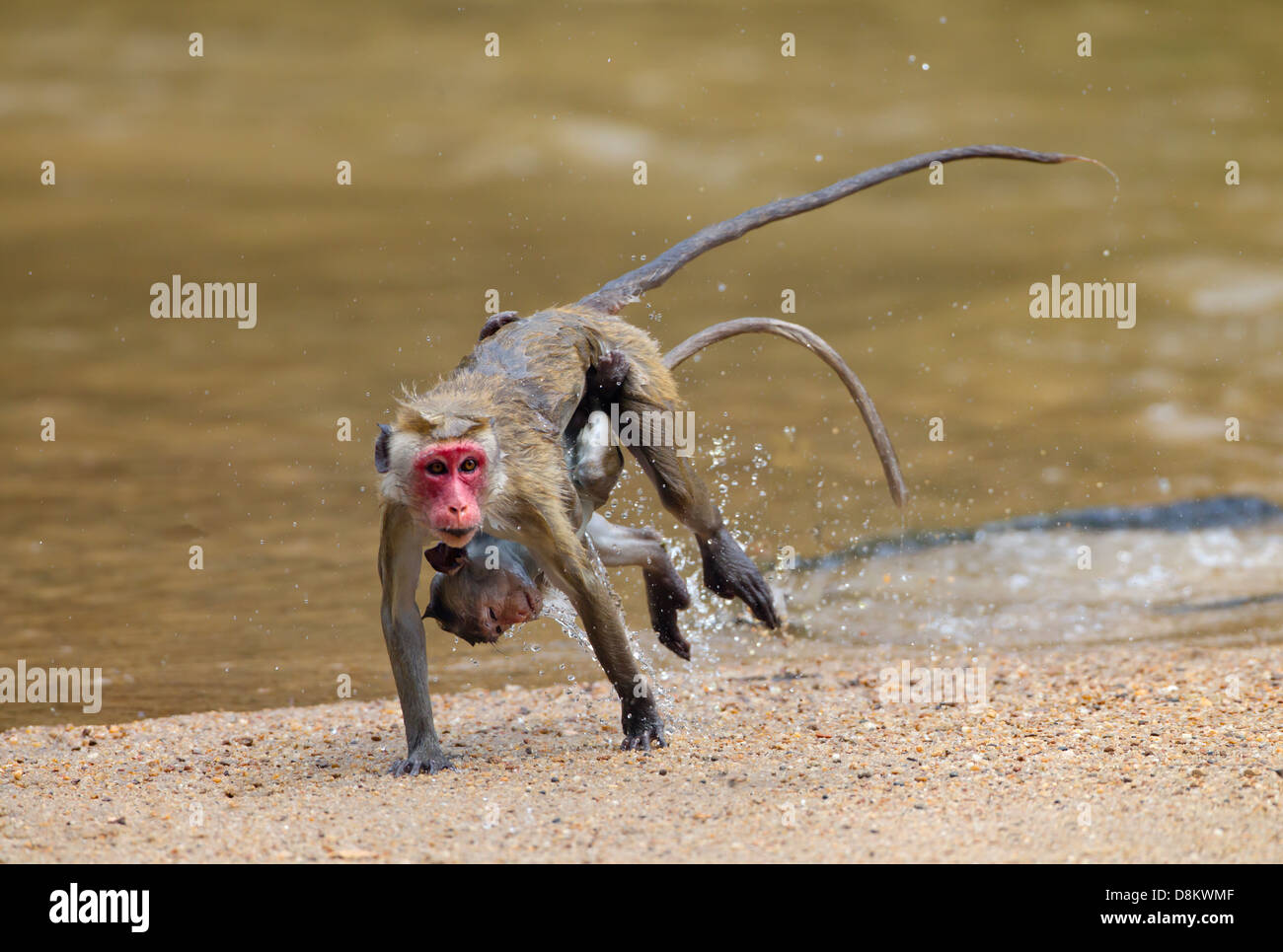 Toque Macaque Macaca sinica sinica Varcando il fiume Yala National Park nello Sri Lanka Foto Stock