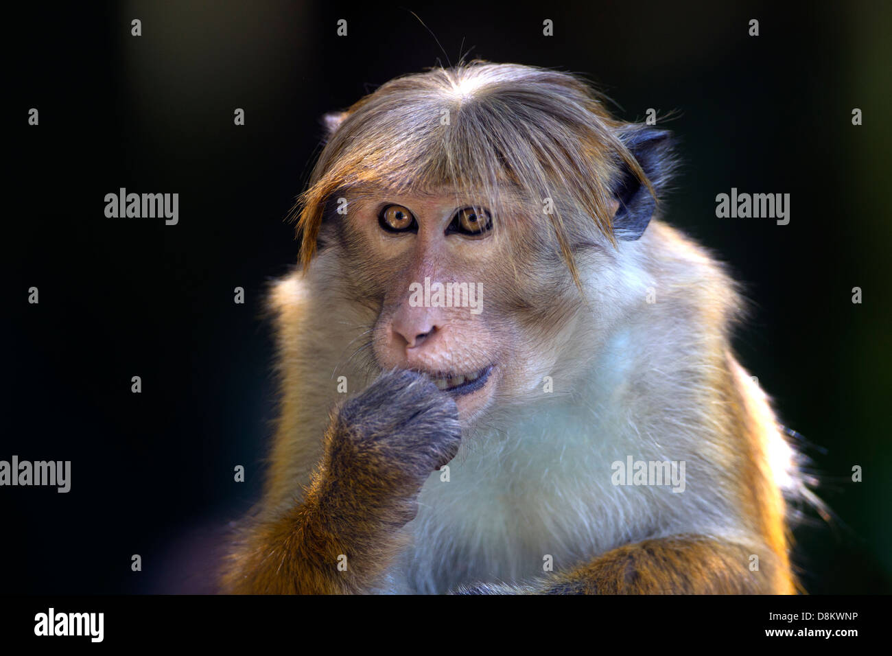 MaleToque Macaque Macaca sinica sinica alimentare Yala National Park nello Sri Lanka Foto Stock