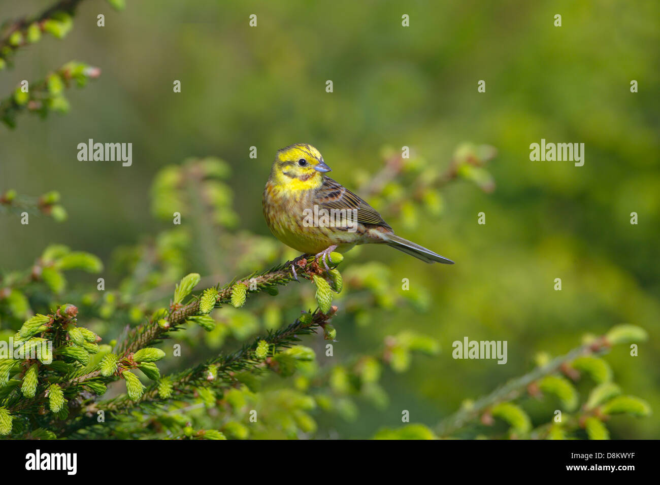 Zigolo giallo Emberiza citrinella arroccato su di inverno di conifere Foto Stock