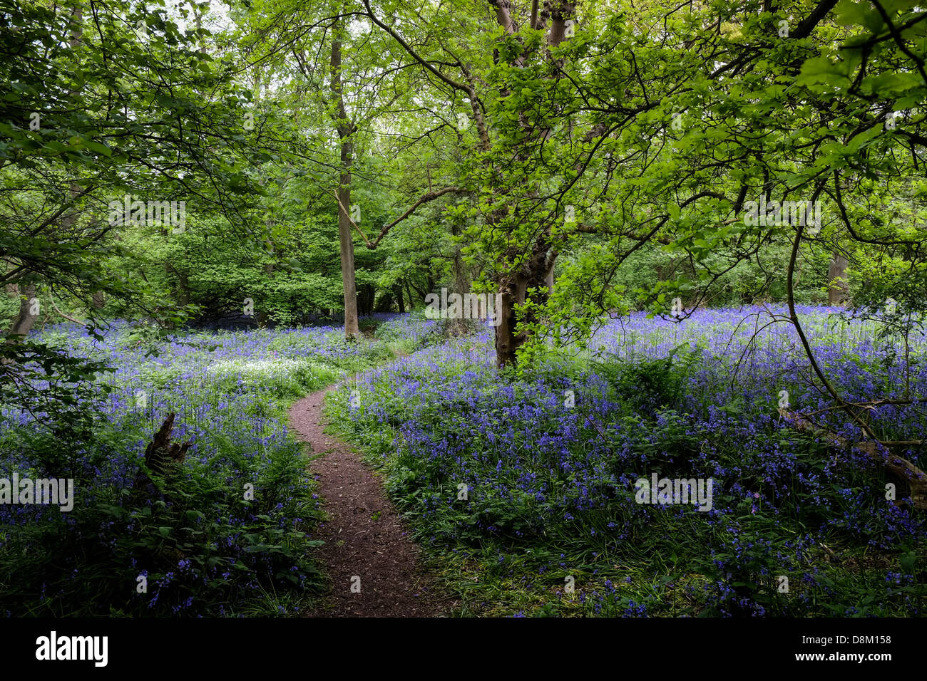 Un percorso attraverso bluebells in un bosco dell'Essex nel Regno Unito. Foto Stock