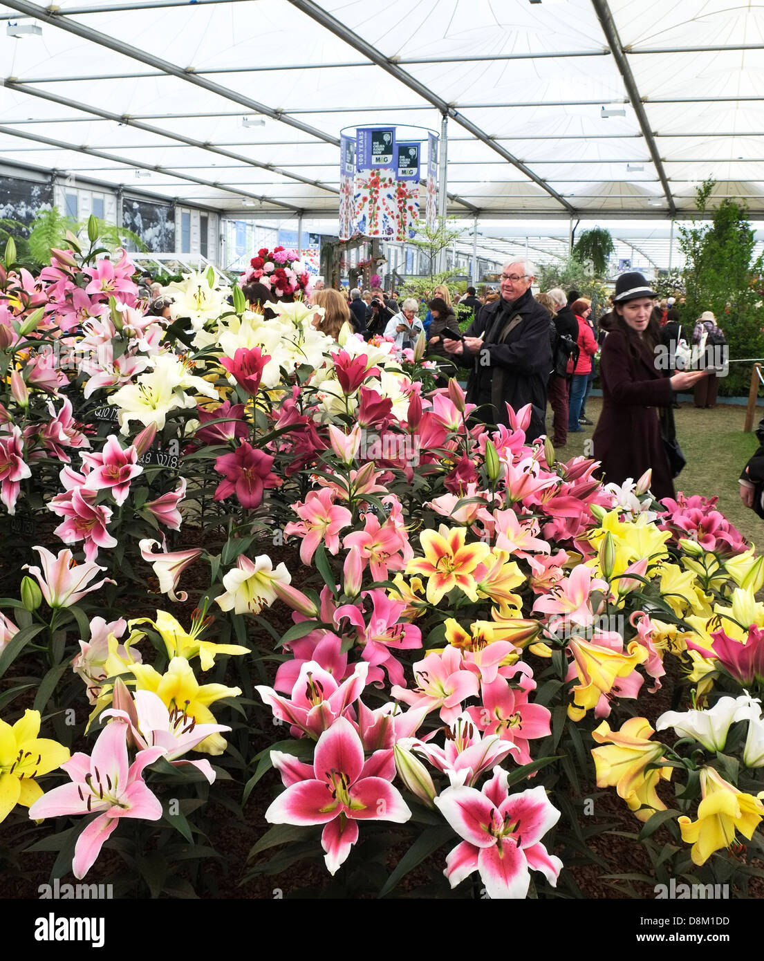 Un sorprendente display di lillies al Chelsea Flower Show. Foto Stock