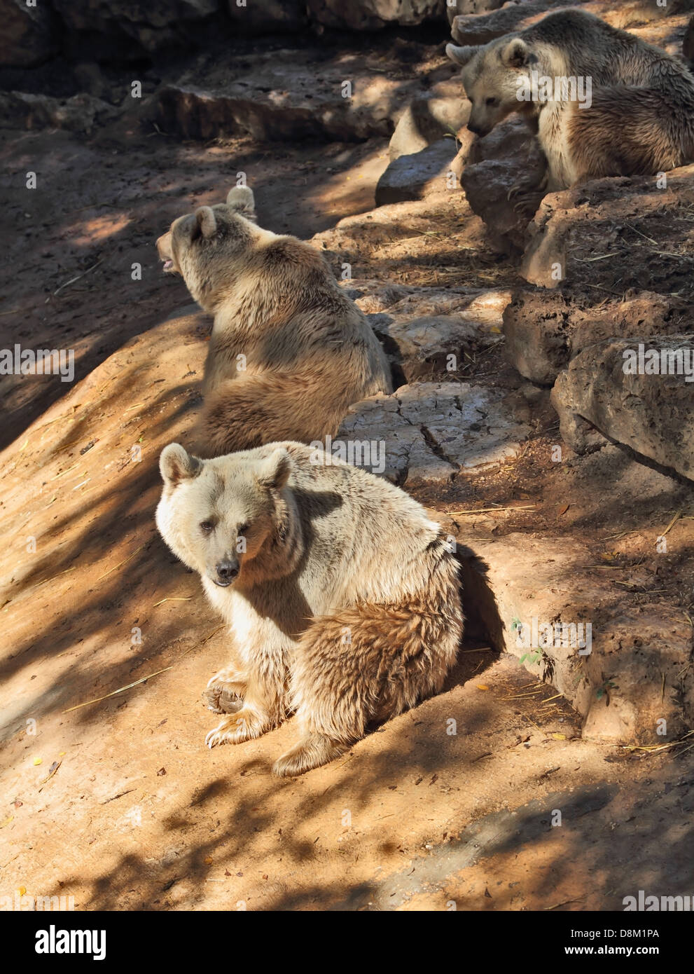 Il grande orso bruno in posa per i visitatori Foto Stock
