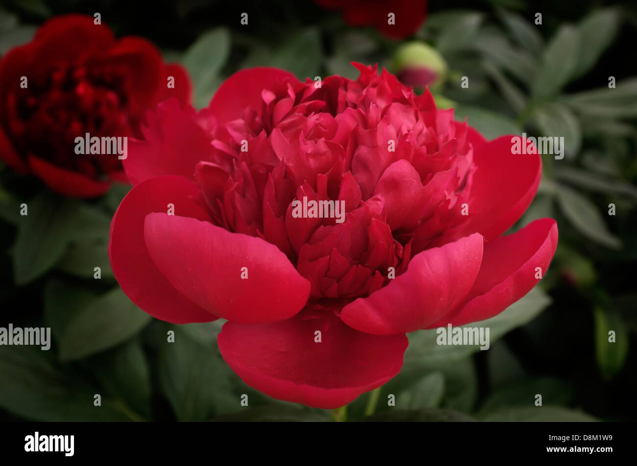 Peonia " Red Charme" sul display al Chelsea Flower Show. Foto Stock