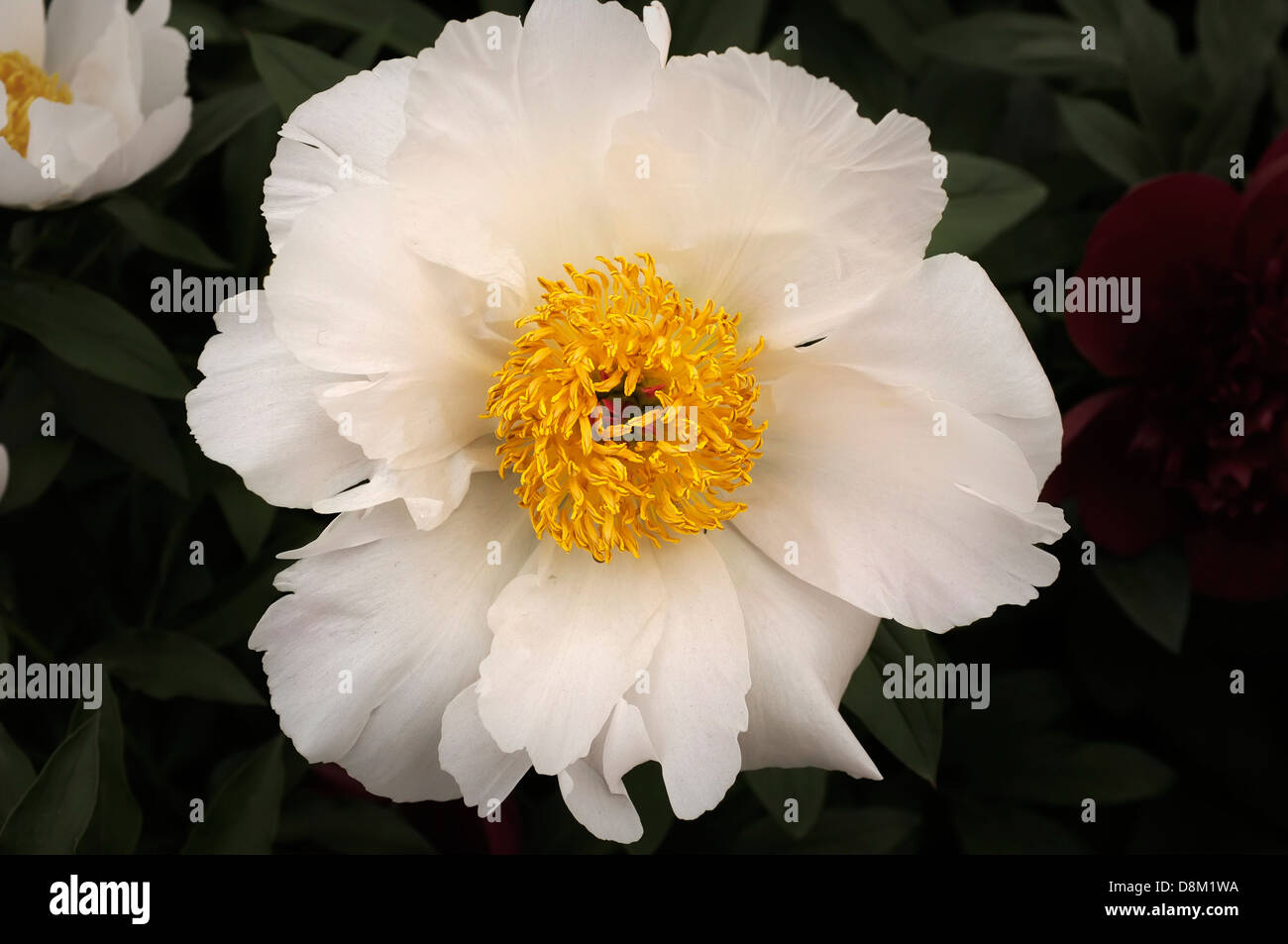 Peonia 'ali bianche" sul display al Chelsea Flower Show. Foto Stock