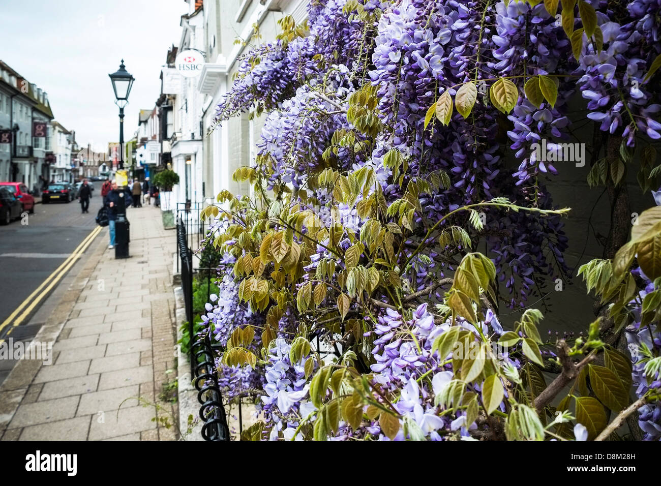 Il Glicine cresce in Rye High Street. Foto Stock