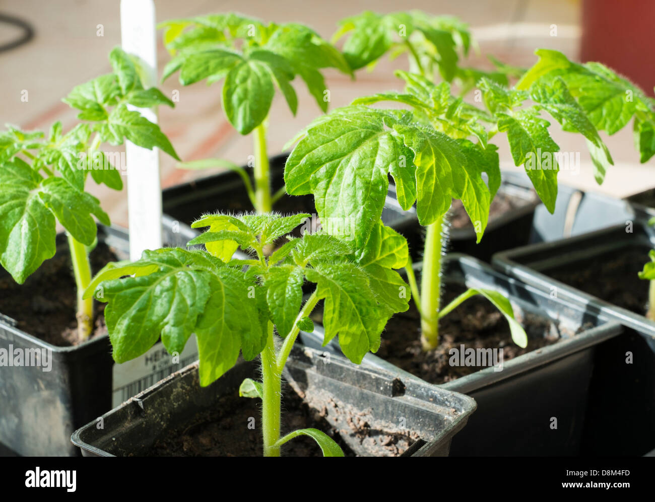 Baby di piante di pomodoro in vasi Foto Stock