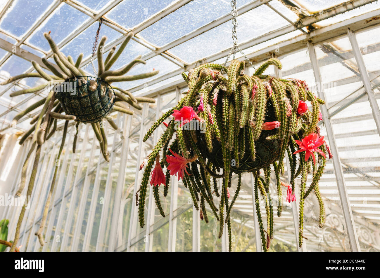 Cacti appeso all'interno della casa delle palme nel giardino botanico di Belfast Foto Stock