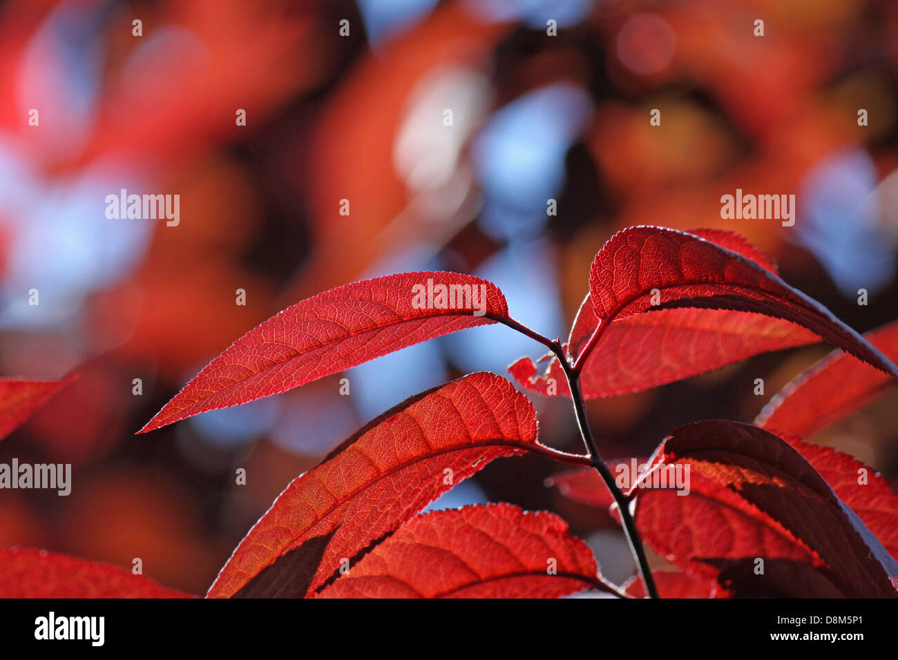 I rami di alberi con foglie rosse Foto Stock