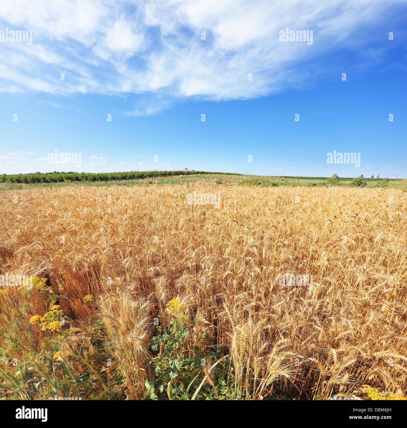 Un campo di grano maturo Foto Stock