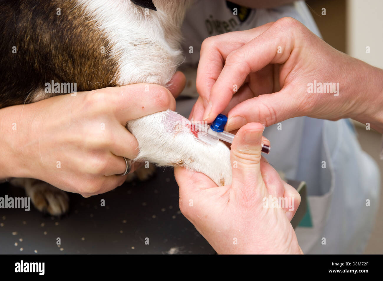 Un veterinario è di iniettare la gamba di un cane Foto Stock