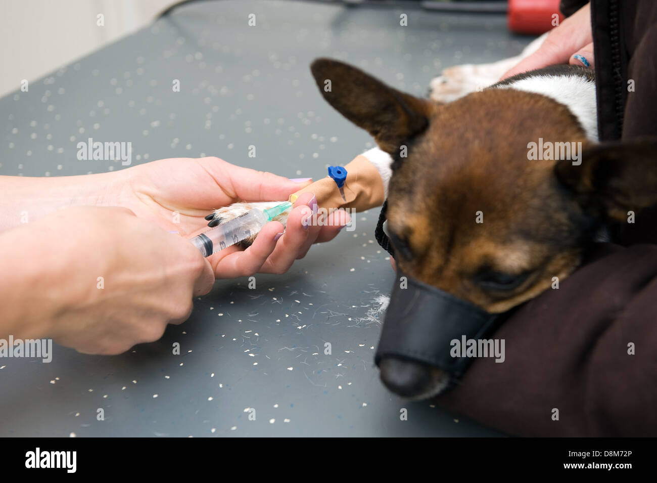 Un veterinario è di iniettare la gamba di un cane e la preparazione di lui per la chirurgia Foto Stock