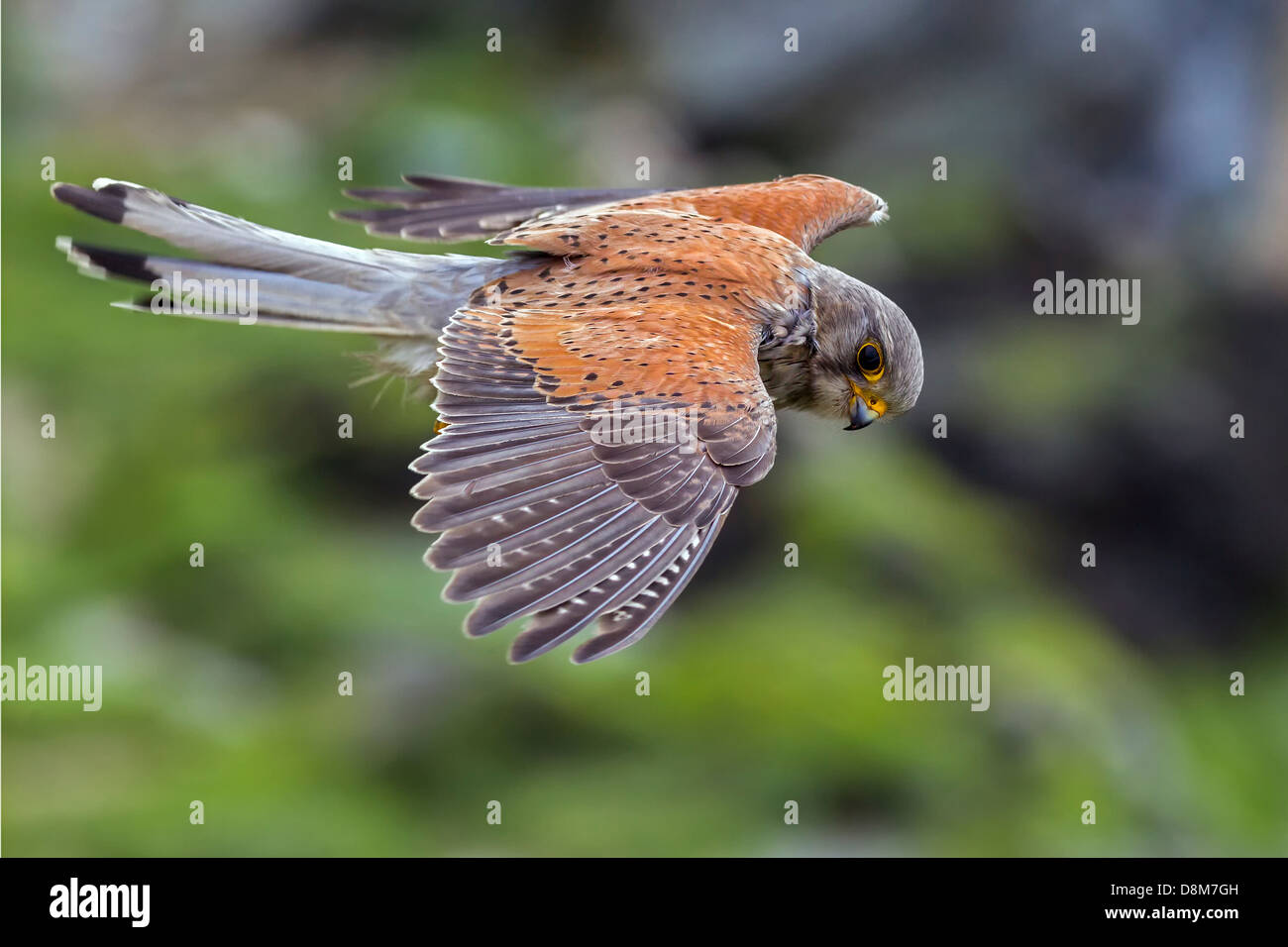 Il gheppio hovering, rivolto la sua testa e mi guardò e poi sono andato su con la sua caccia Foto Stock