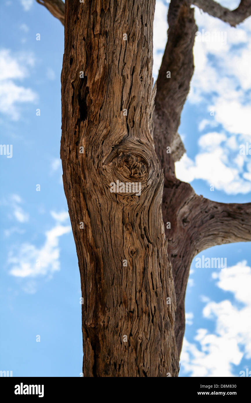 Una chiusura del legno morto nel deserto del Namib Foto Stock