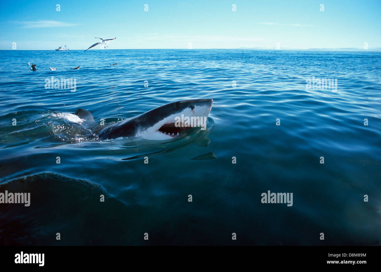 Il grande squalo bianco (Carcharodon carcharias). Dyer Island, Sud Africa. Oceano indiano Foto Stock