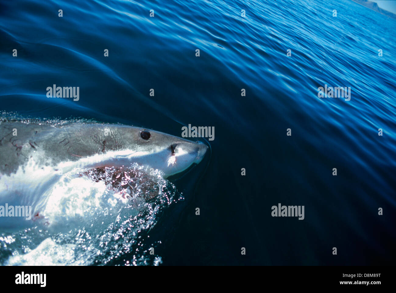 Il grande squalo bianco (Carcharodon carcharias). Dyer Island, Sud Africa. Oceano indiano Foto Stock