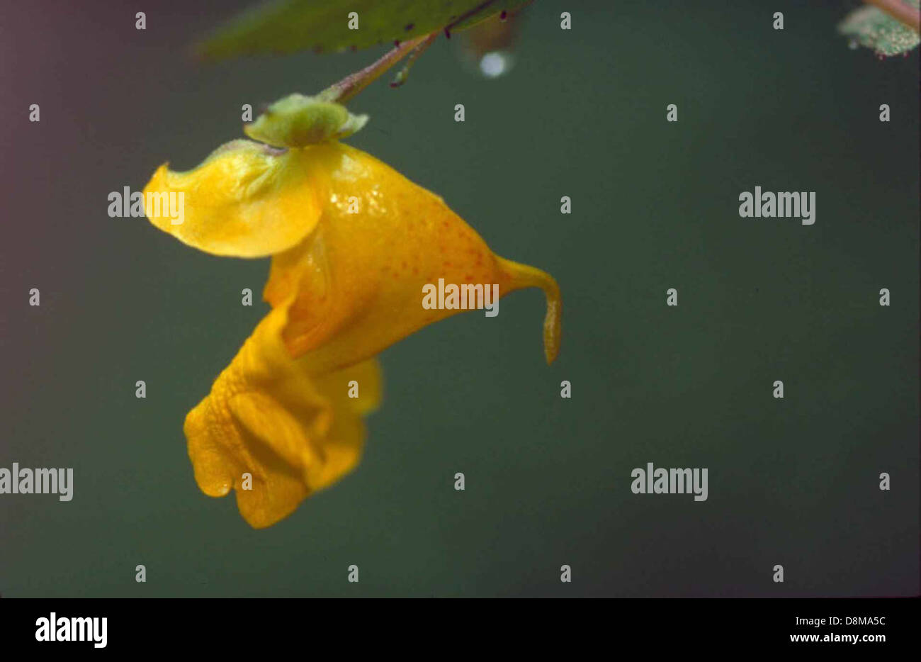 Un fiore gioiello pallido (Impatiens pallida), noto anche come touch-me-not, con il suo colore giallo tenue e la sua forma unica. Questa pianta si trova comunemente in aree umide ed è nota per il suo meccanismo di dispersione dei semi esplosivo. Foto Stock