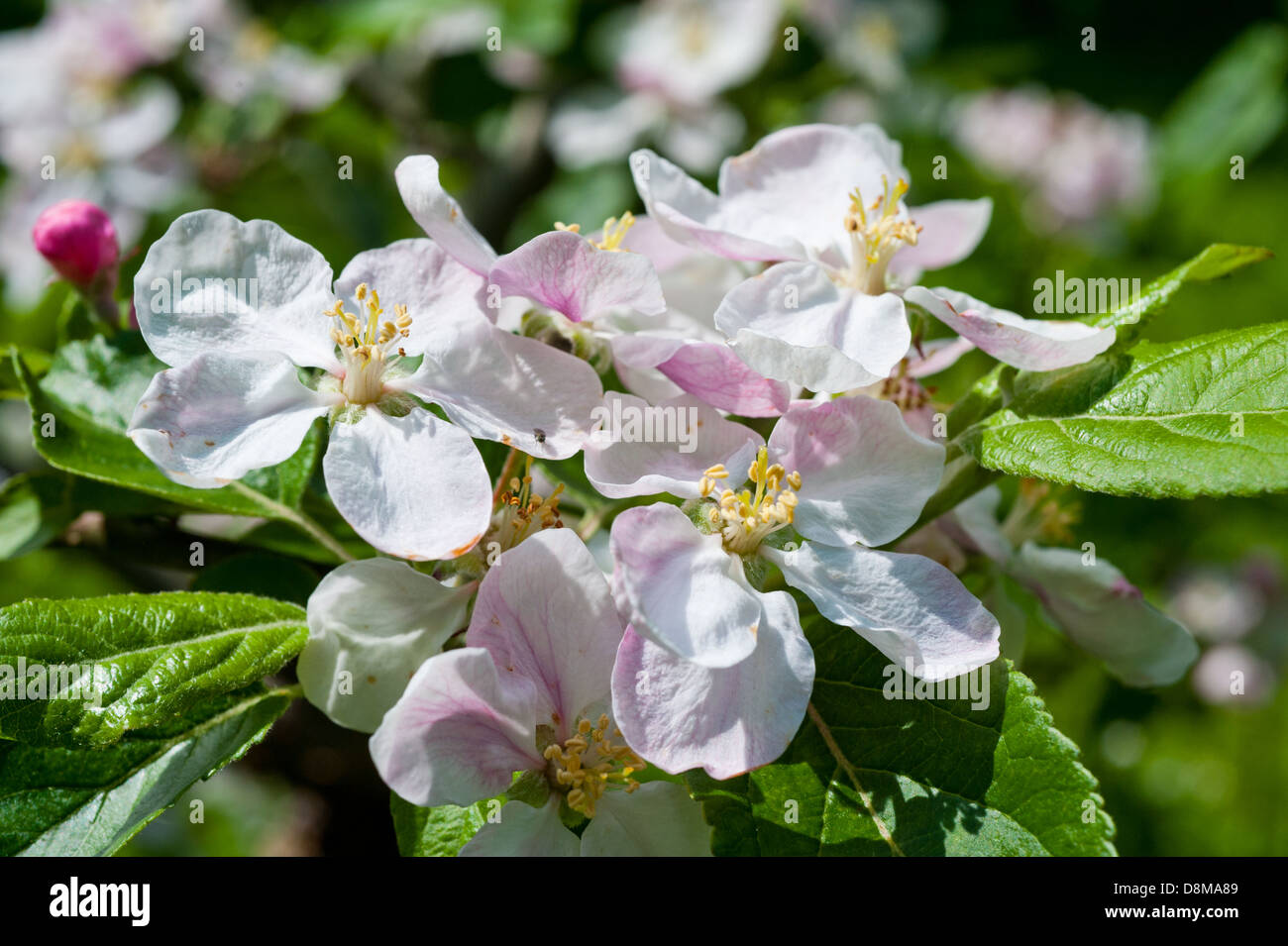 Apple Blossom in un inglese un frutteto, Shropshire Foto Stock