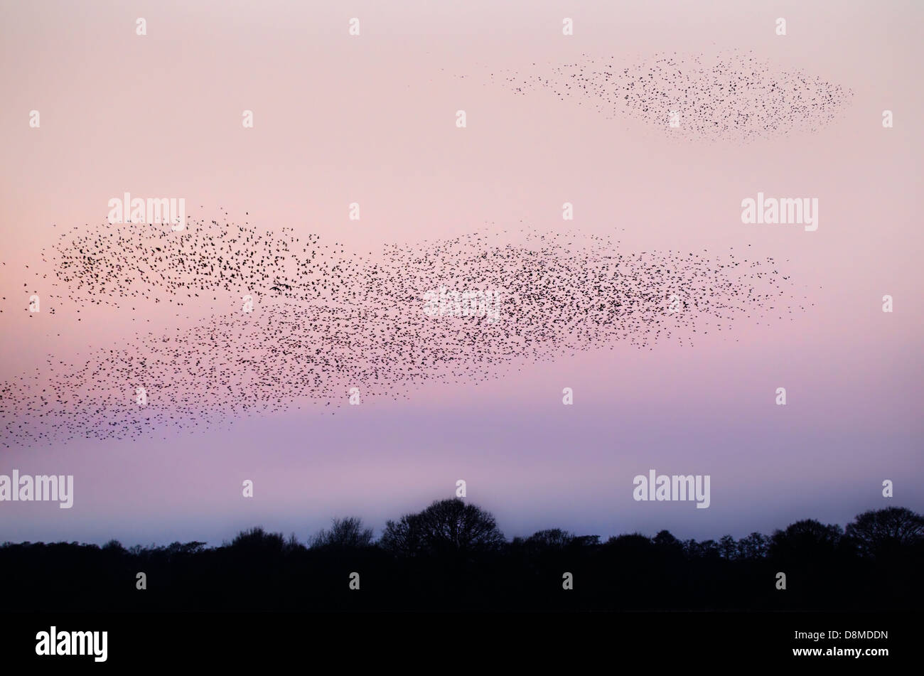 Per gli storni provenienti in roost nel Somerset, Regno Unito contro un colore rosa pallido tramonto Foto Stock