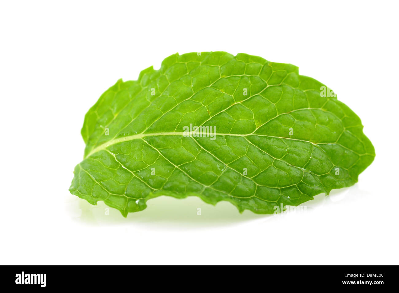 Foglia di menta Foto Stock