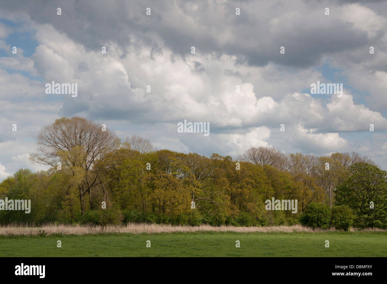 Skyscape, cloudscape,landscape, alberi,primavera,rurale scena,campo, prodotto Foto Stock