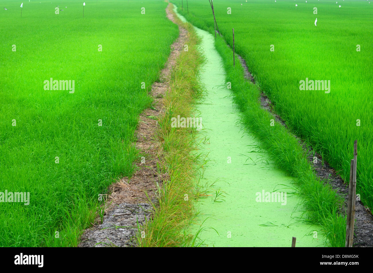 Risaia di riso Foto Stock