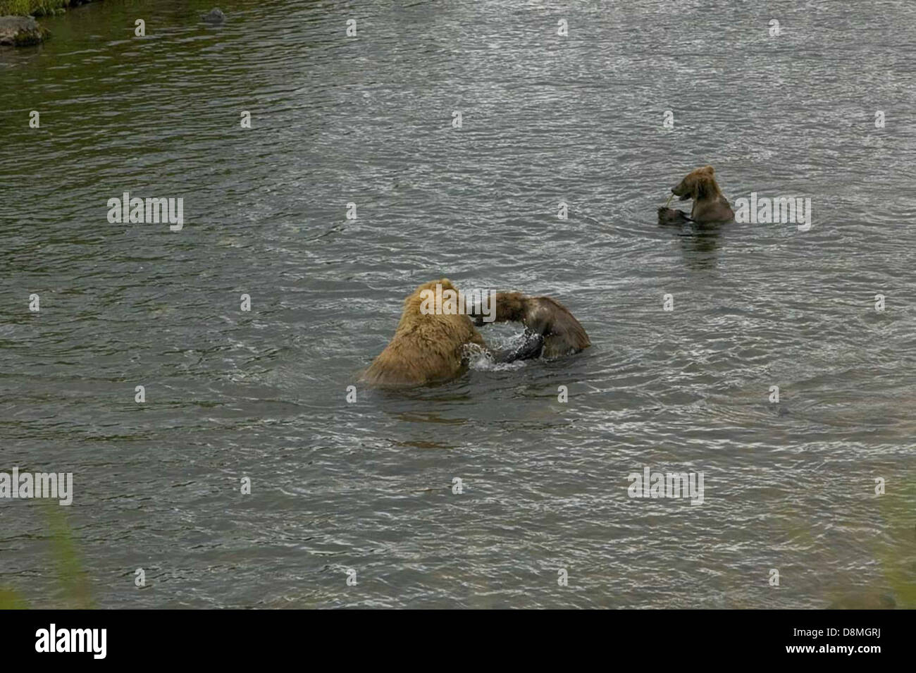 Un'emozionante scena di cuccioli di orso che suonano nel fiume con la madre. Questi animali fanno parte della famiglia Ursidae e si trovano tipicamente in aree boschive, note per il loro comportamento giocoso nel loro habitat naturale. Foto Stock Un'emozionante scena di cuccioli di orso che suonano nel fiume con la madre. Questi animali fanno parte della famiglia Ursidae e si trovano tipicamente in aree boschive, note per il loro comportamento giocoso nel loro habitat naturale. Foto Stock