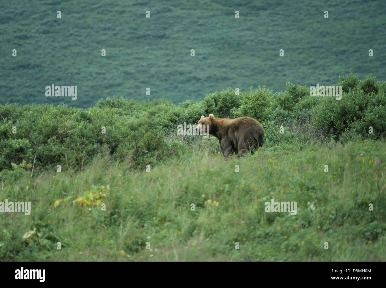 Un orso in piedi in un'alta spazzola su una collina, con la sua pelliccia scura che contrasta con il verde. L'animale è vigile, posizionato sulle sue zampe posteriori, che scansiona l'ambiente circostante nel suo habitat naturale. Foto Stock