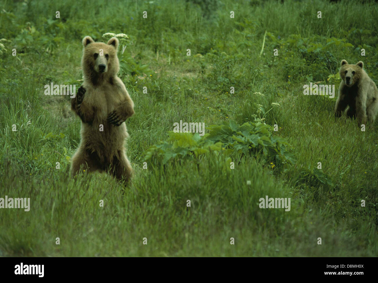 Un orso, identificato come Ursus middendorffi, si erge sulle zampe posteriori, guardando intorno nel suo habitat naturale, dimostrando il comportamento tipico e le caratteristiche fisiche di questa specie. Foto Stock