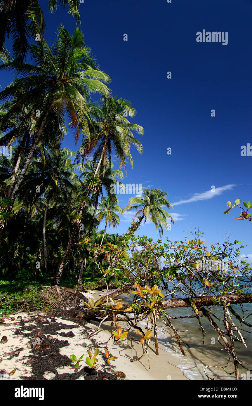 Spiaggia tropicale in Zapatilla Cay Foto Stock