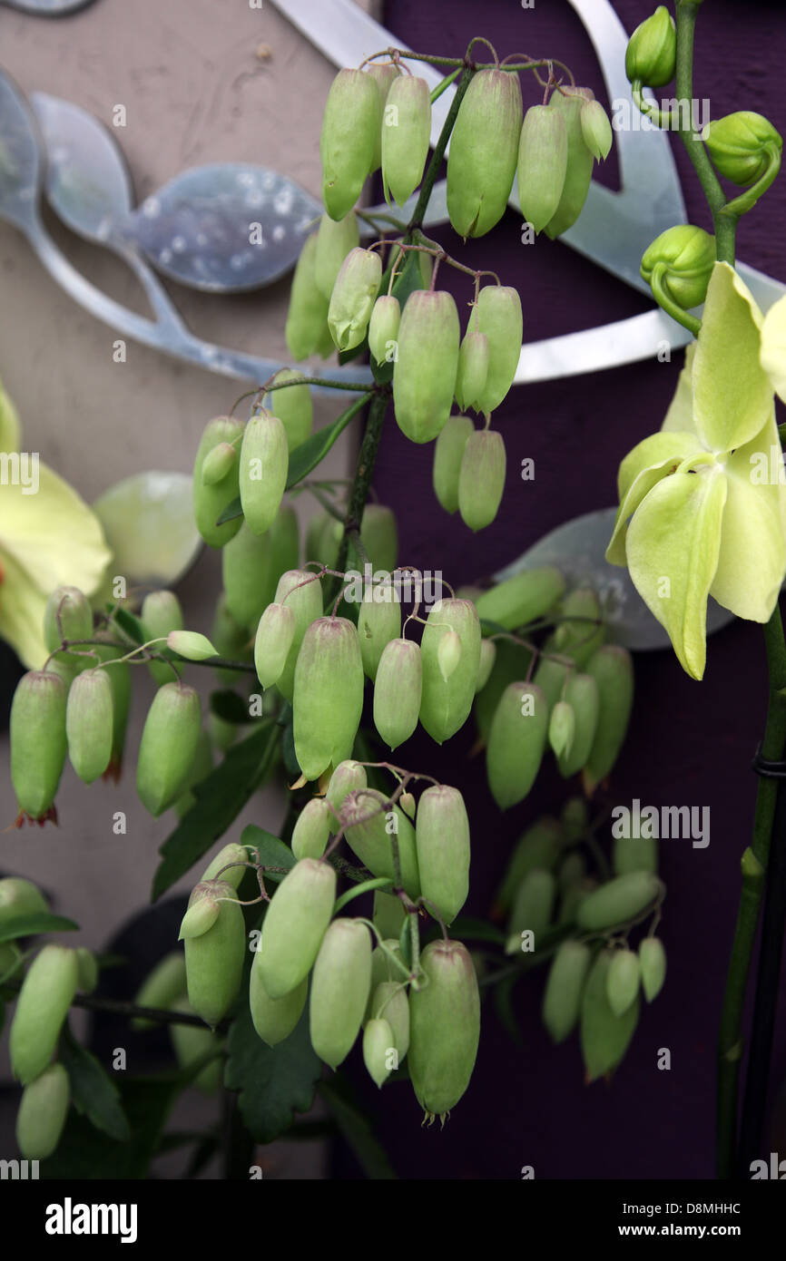 Kalanchoe Magic campane, frost gara pianta di casa dal Madagascar mostrato dal negozio di piante a fiore 2013, Dublino Foto Stock